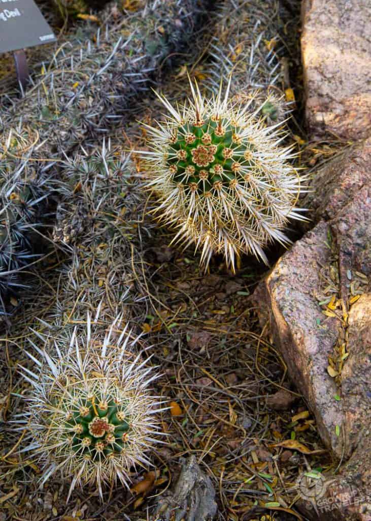 Phoenix AZ Creeping Devil cacti