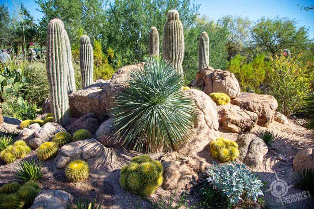 Phoenix AZ Desert Botanical Garden