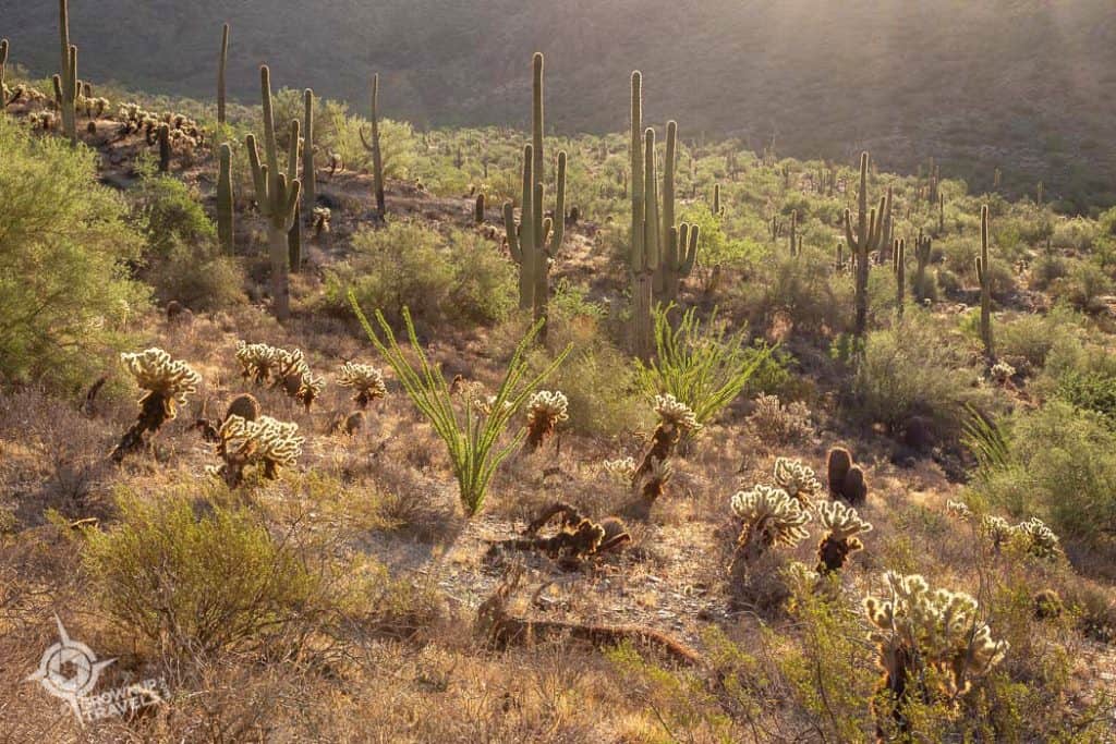 Phoenix AZ Morning LIght on cacti