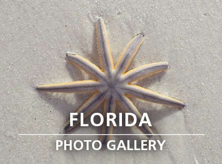 Florida Photo Gallery