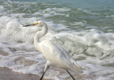 White Egret Naples Florida