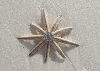 Starfish on Naples Beach Florida