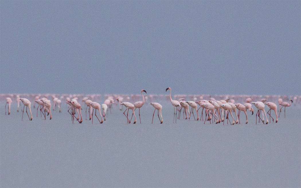 Pink flamingo line lake Manyara Tanzania