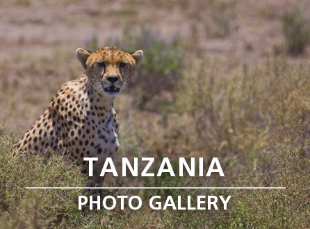 Tanzania Photo Gallery
