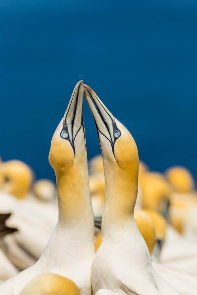 Gannets Mathieu Dupuis
