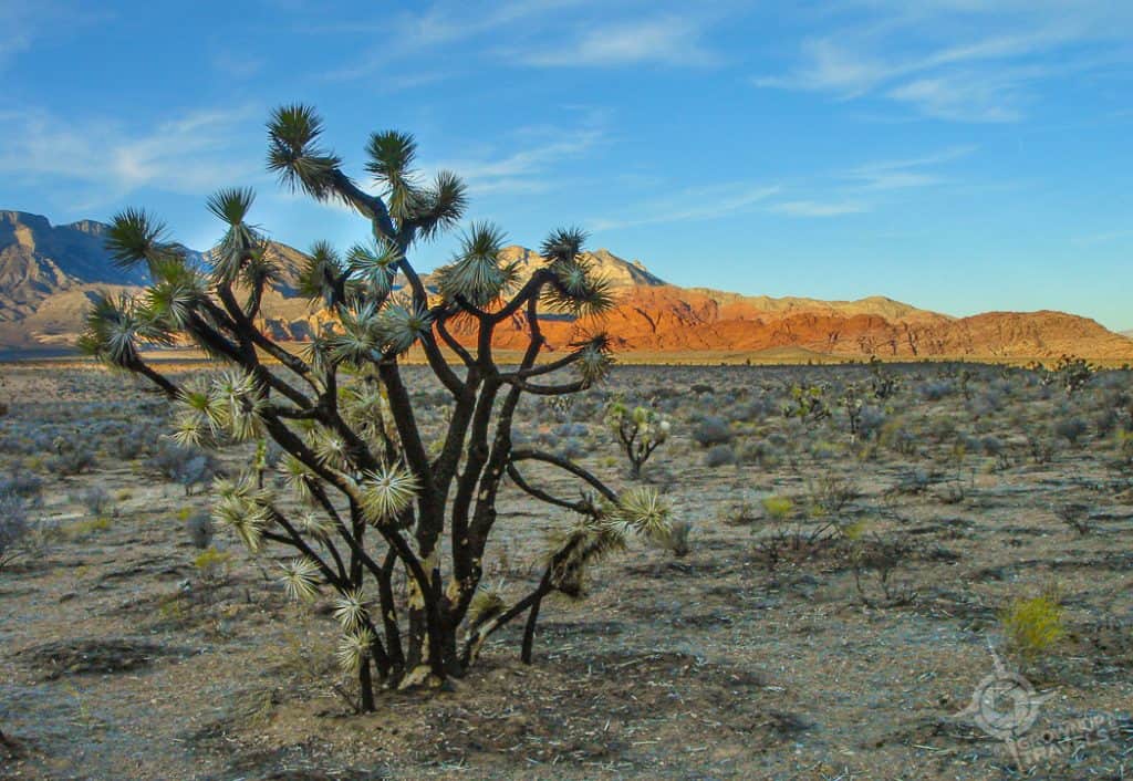 Red Rock Canyon Las Vegas Scenic Drive