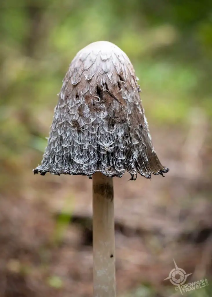 Forest bell shaped mushroom