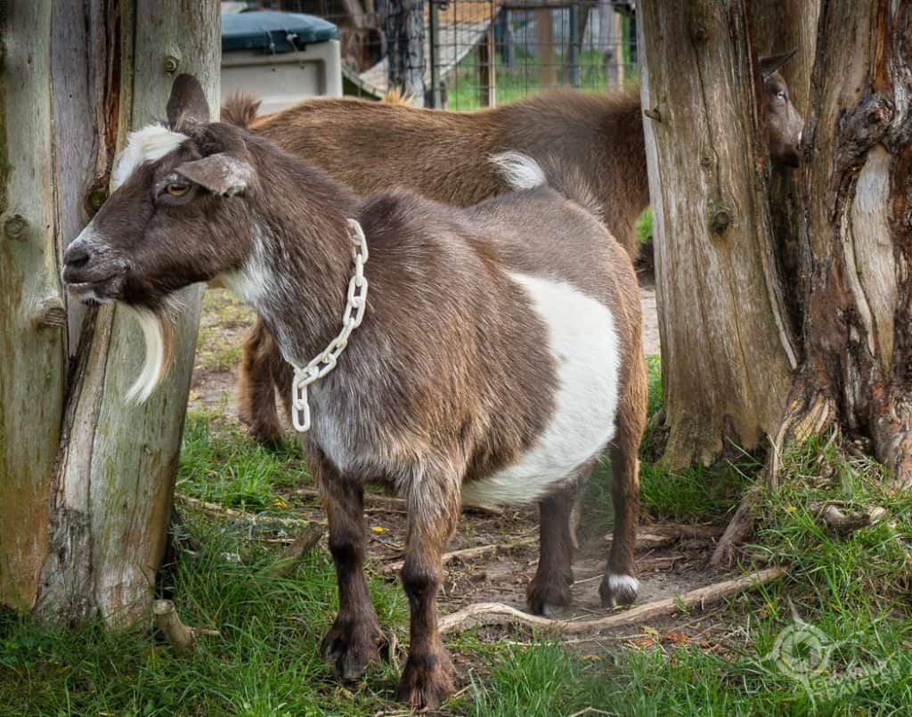 Goat at Haute Goat farm