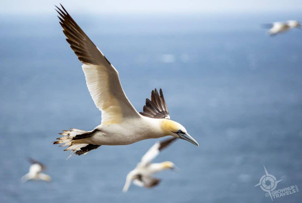 Gannets on Bonaventure Island Perce