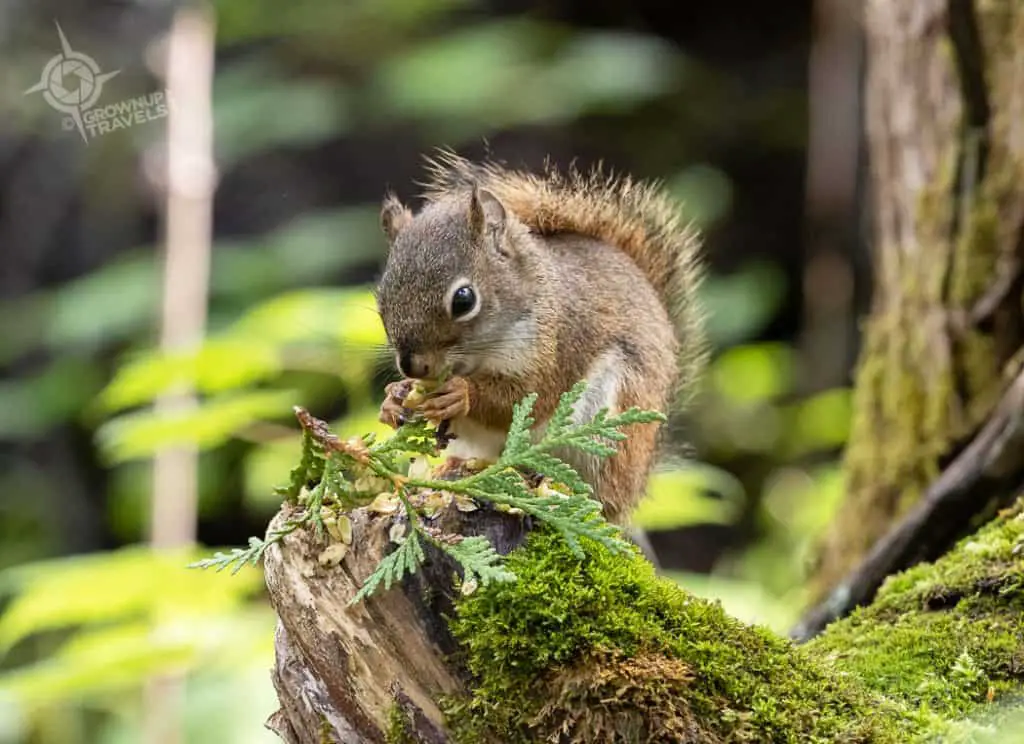 Gaspe Road Trip Squirrel in Mont Albert park