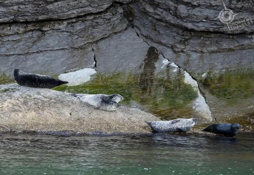 Seals sunning near Lands End Gaspe Peninsula