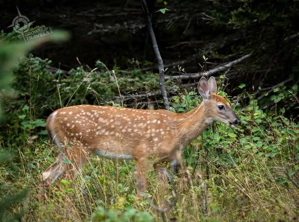 Young deer Le Bic provincial park