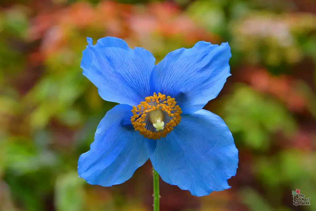 Buchart Gardens Blue Poppy
