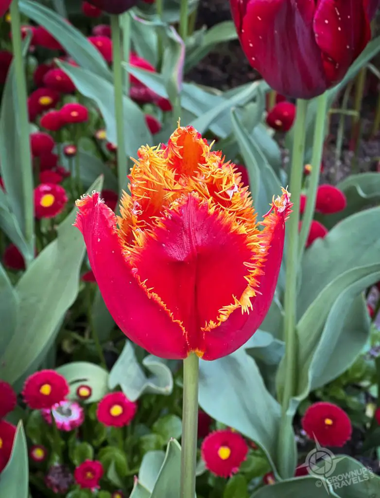 Butchart Gardens Frilly tulip
