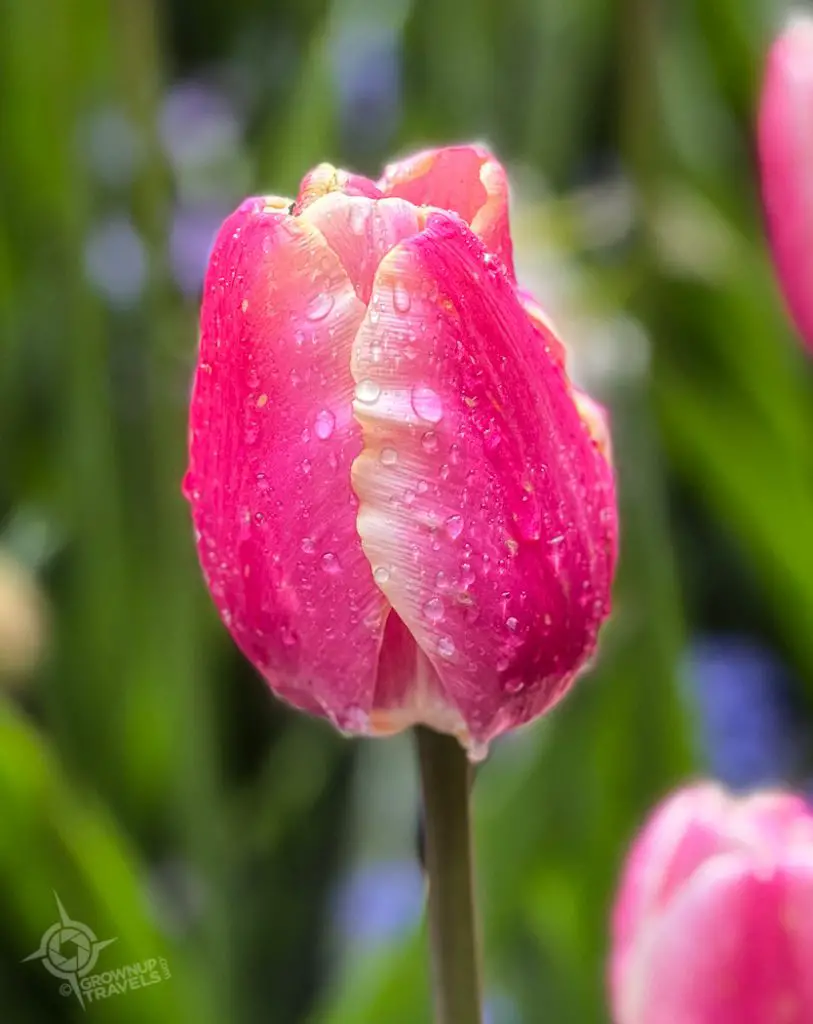 Butchart Gardens Pink tulip after the rain