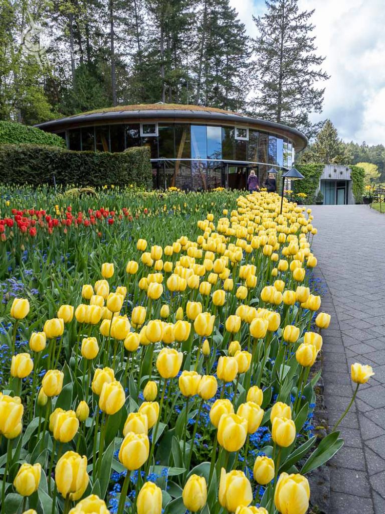 Butchart Gardens Yellow Tulips and Rose Carousel
