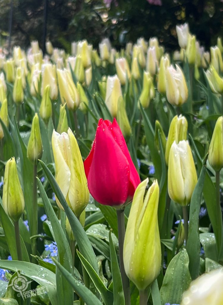 Butchart Gardens red tulip mistake in yellows