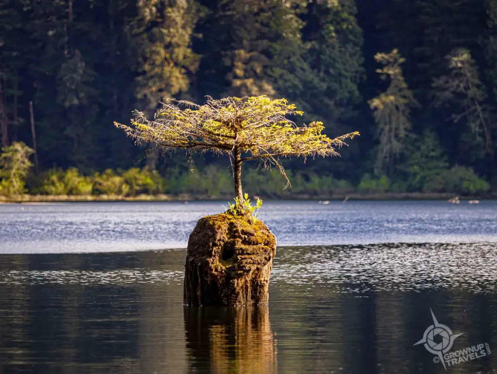 Fairy Lake's 'bonsai tree' on Vancouver Island