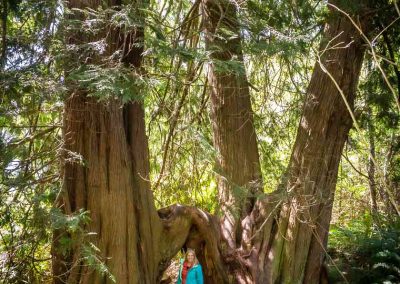 Hiking vancouver Island Red Cedar at Fishboat Bay Trail Giant red cedar