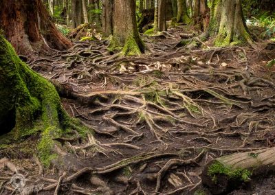 Hiking vancouver Island Roots on Mystic Beach Trail