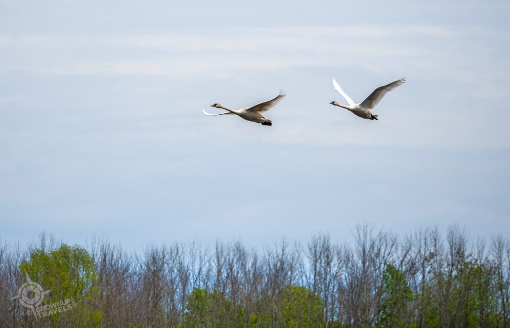 Midland Ontario Getaway Trumpeter Swans at Wye Marsh