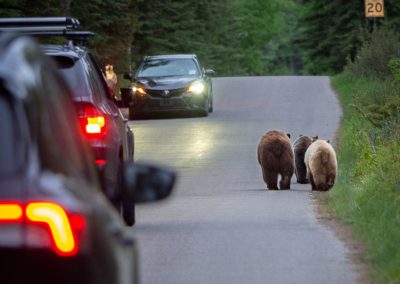 3 grizzlies on road near Pyramid lake Jasper