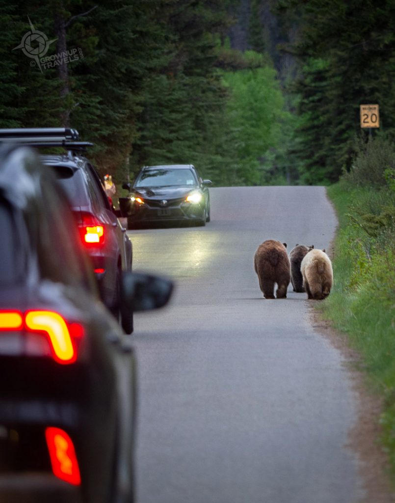 3 grizzlies on road near Pyramid lake Jasper