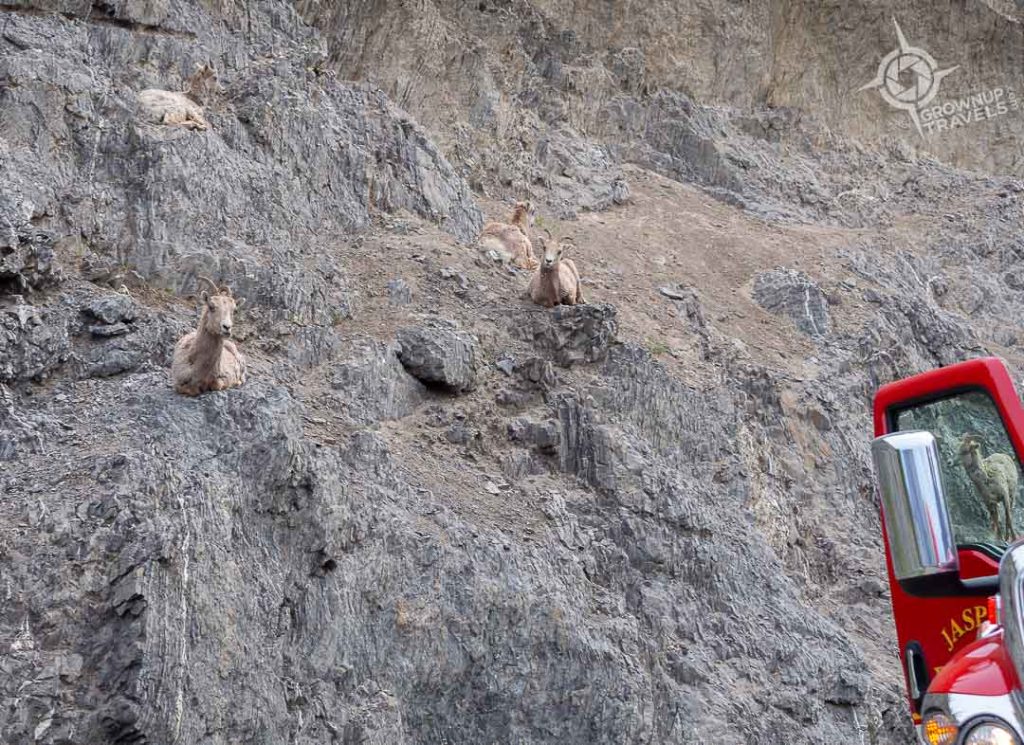 bighorn sheep on rocks near Jasper highway