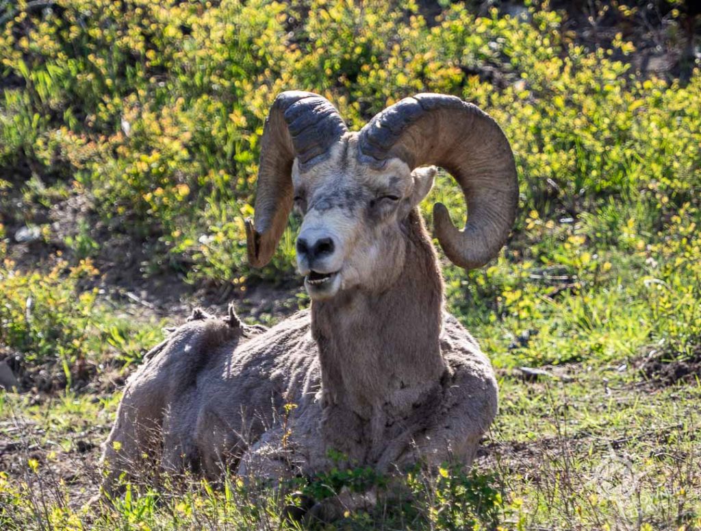 Reclining Bighorn sheep Waterton Alberta