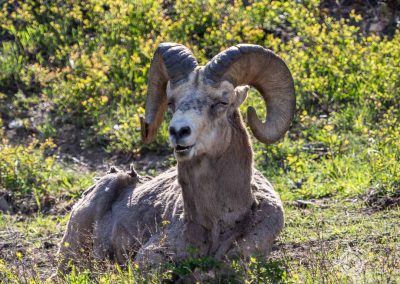 Reclining Bighorn sheep Waterton Alberta