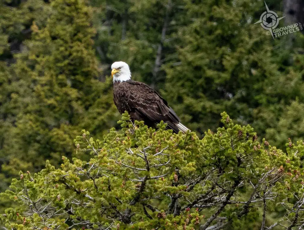 Bald Eagle in Upper Waterton Lake Alberta