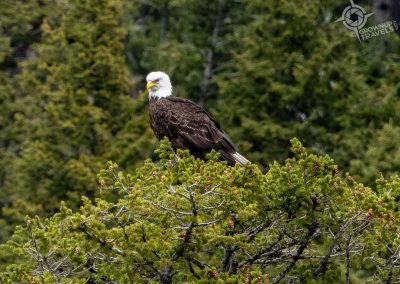 Bald Eagle in Upper Waterton Lake Alberta