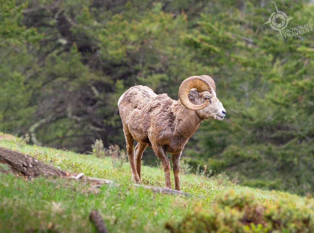 Bighorn sheep on Mt. Norquay Banff