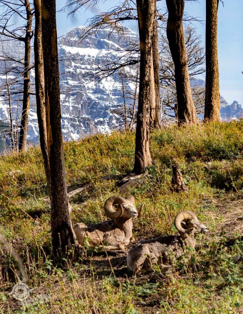 Bighorn sheep on Bears Hump Trail Waterton