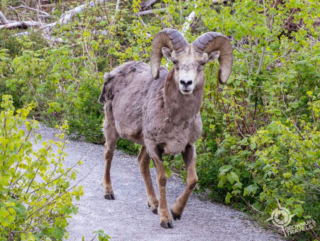 Bighorn sheep on trail in Waterton