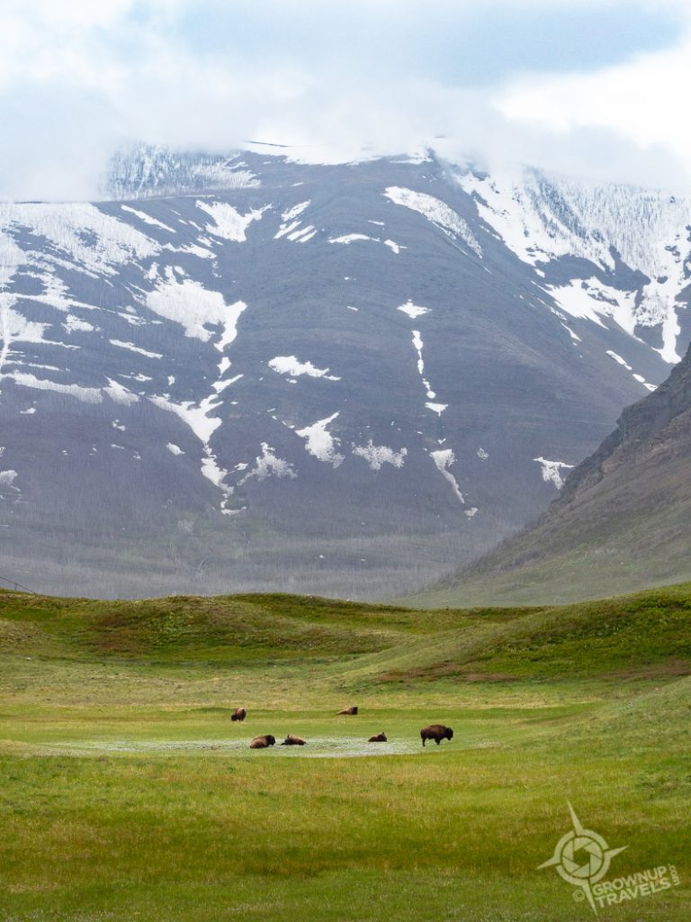 Bison with mountains in background Waterton Lakes National Park