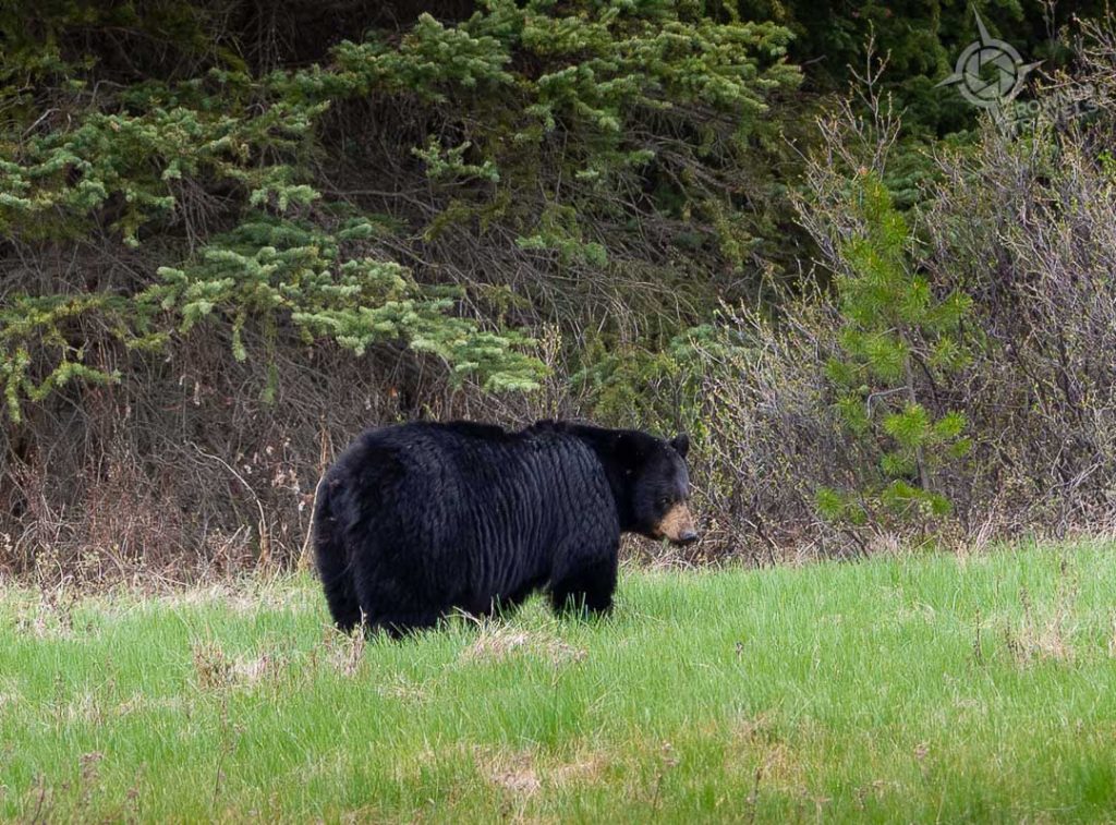 Black Bear Bow Valley parkway Alberta