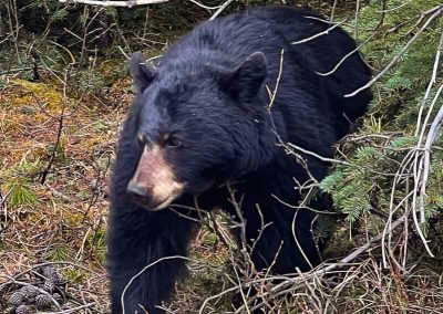 Black Bear Jasper national park alberta