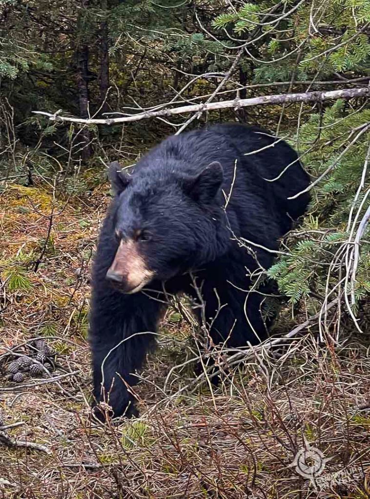Black Bear Jasper national park alberta