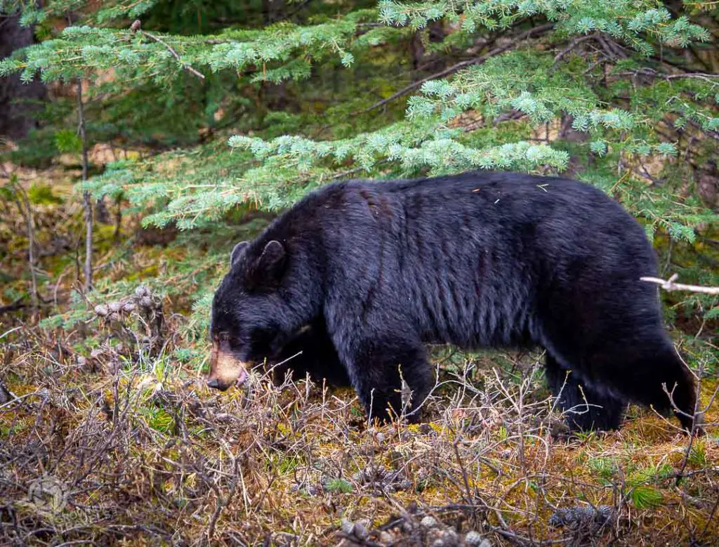 black bear foraging near Maligne Lake Alberta