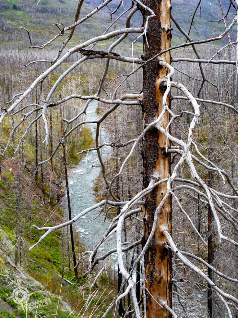 Burnt tree and meltwater Red Rock Canyon Waterton