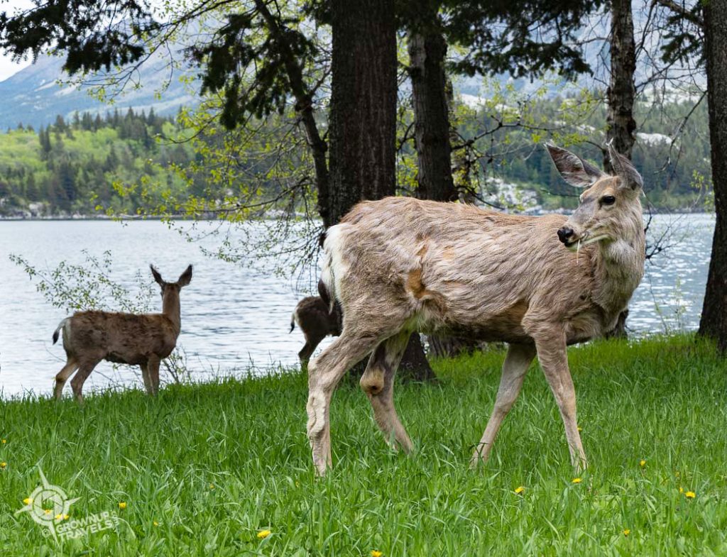 Deer in Waterton town