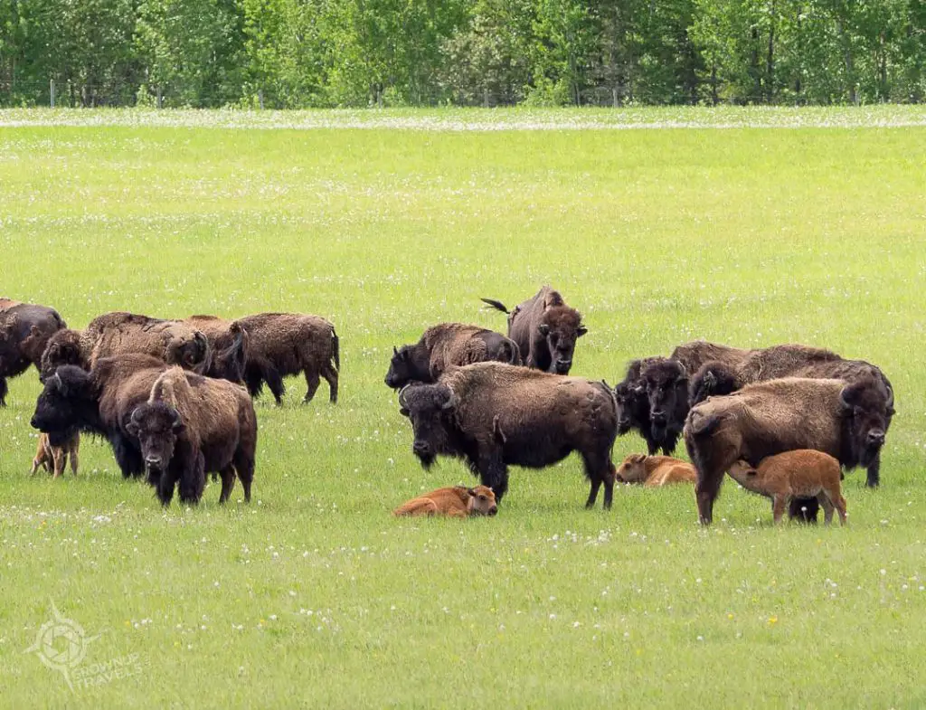 Domesticated bison with young Alberta