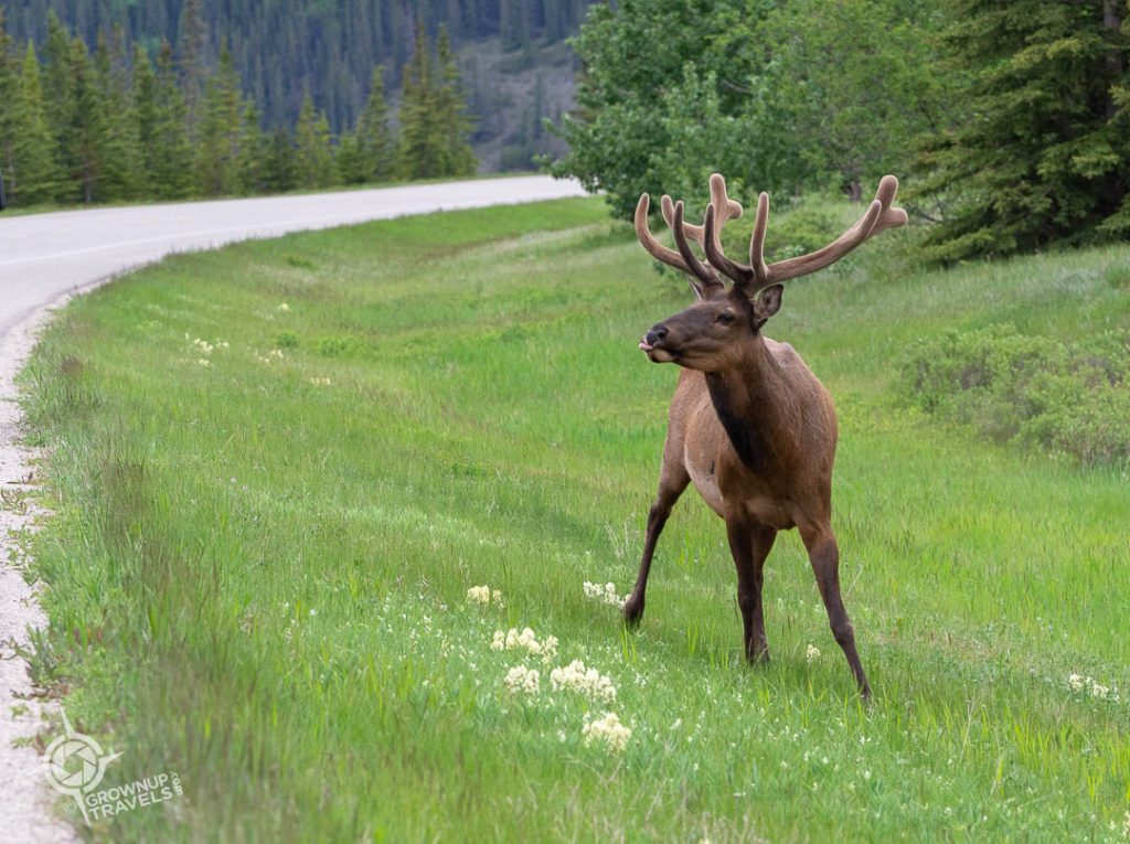 male elk near highway Jasper