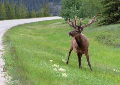 male elk near highway Jasper