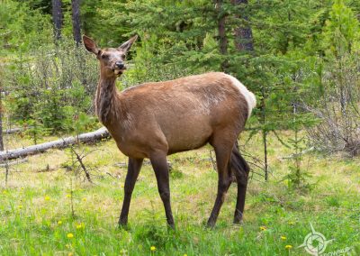Female elk near Jasper Alberta