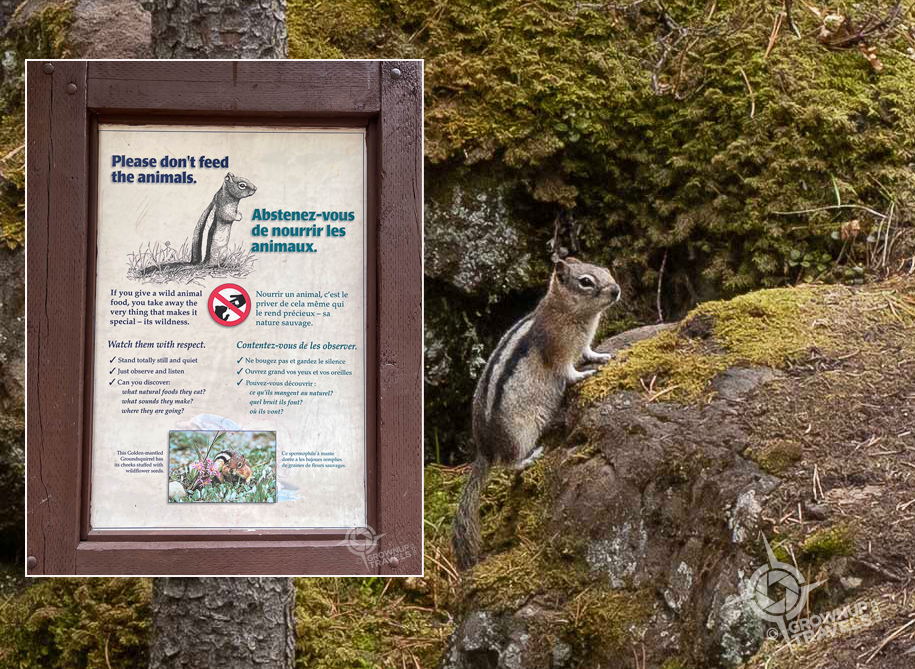 Golden Mantled Ground Squirrel in Banff National park