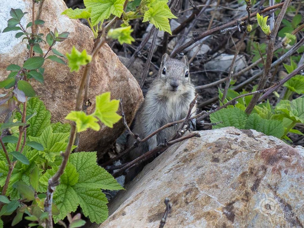 Ground Squirrel near Waterton Alberta
