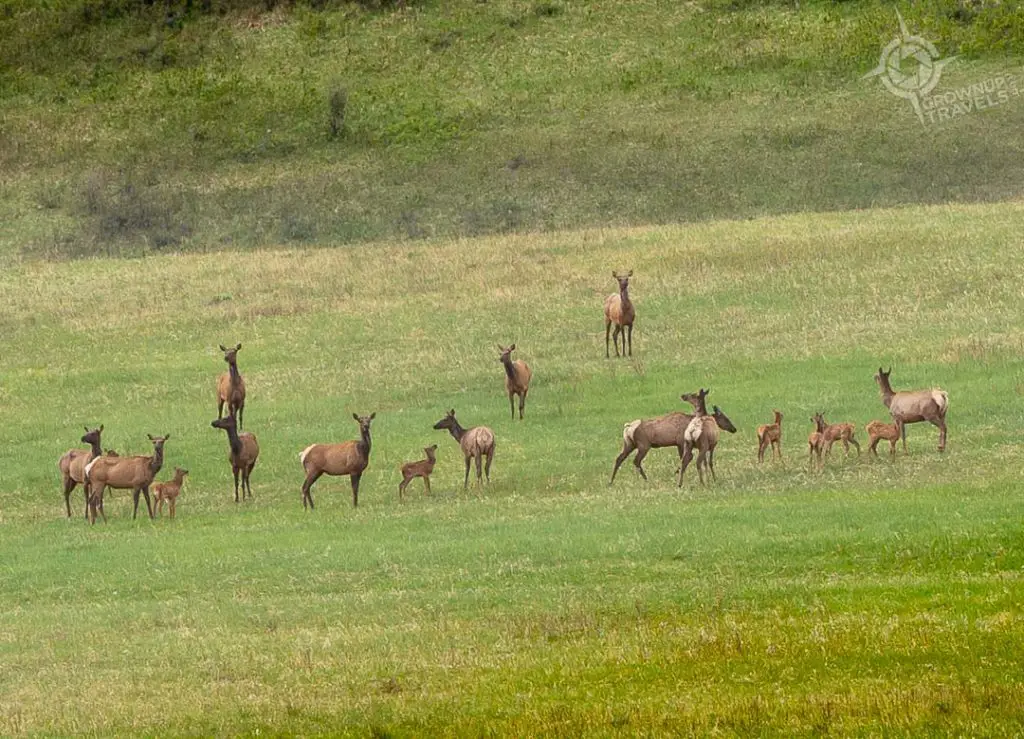 herd of elk with young calves Alberta