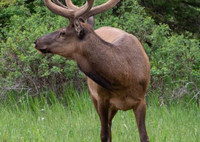 Male elk with velvet antlers Jasper Alberta